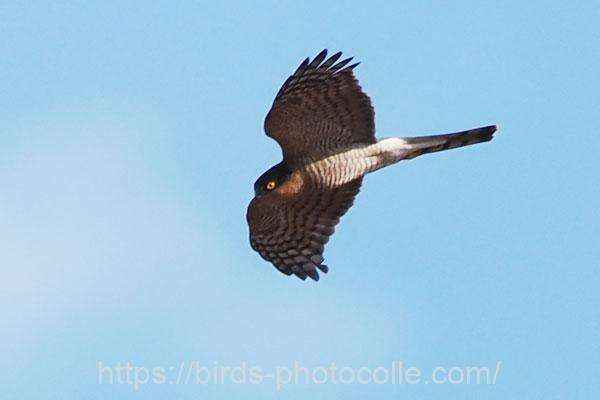 ハイタカ 2025.12.10