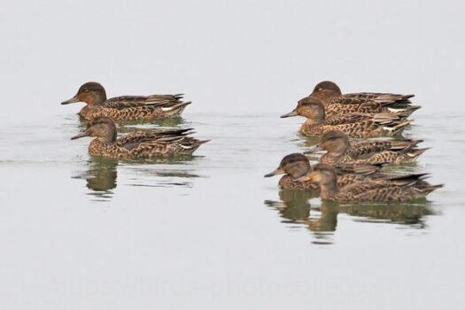 コガモ　2024.09.28