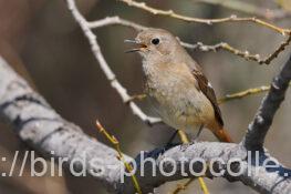 ジョウビタキ 2025.04.04