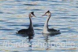 カンムリカイツブリ　2025.11.20