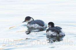 ハジロカイツブリ　2025.11.30