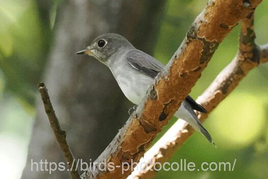 コサメビタキ　2024.09.06