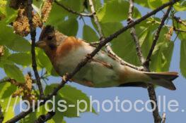 アトリ 2023.04.19