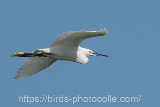 コサギ　2023.08.27