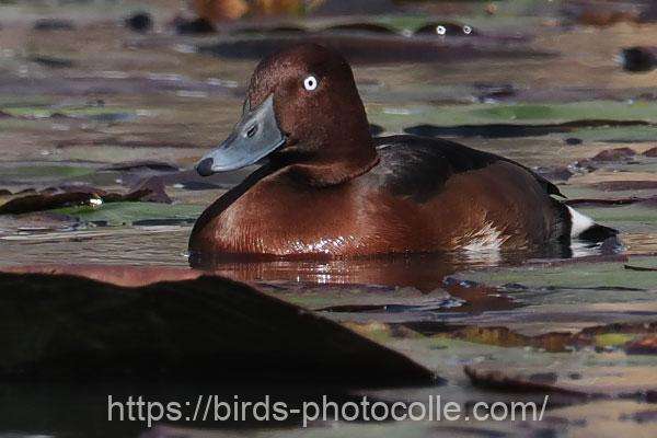 メジロガモ 2025.11.28