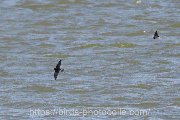 シーズン初観察 ツバメ 2026.03.04