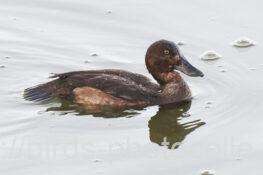 ハシビロガモ 2025.11.30