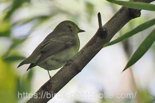 キビタキ　2024.10.21