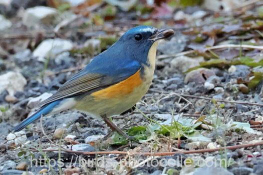 ルリビタキ♂　2025.02.25