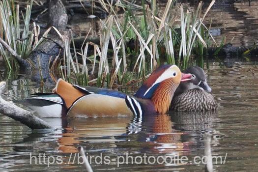 オシドリ　2025.04.03