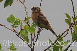 ホオジロ　2025.10.13