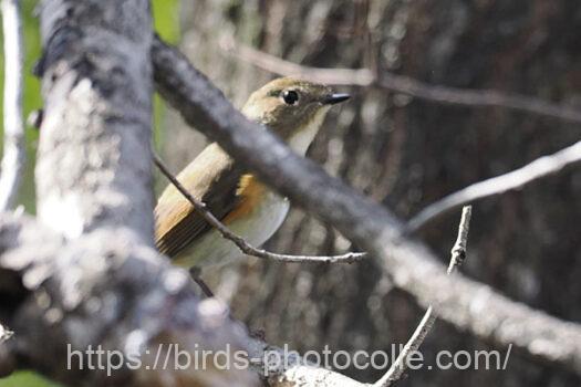 地鳴きの方角にルリビタキ♀　2025.04.03