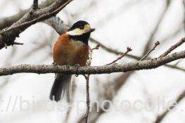 ヤマガラ　2026..01.27