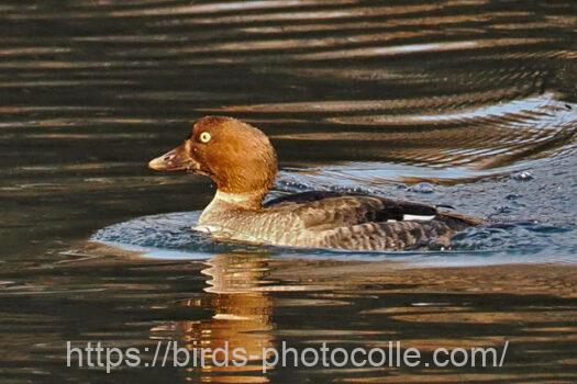 ホオジロガモ　2025.01.17