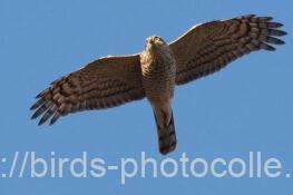 ハイタカ　2026.01.26