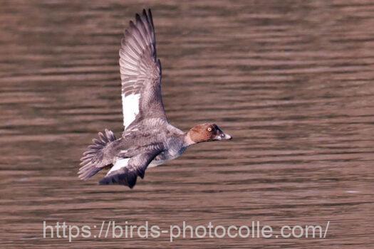 ホオジロガモ　2025.01.08