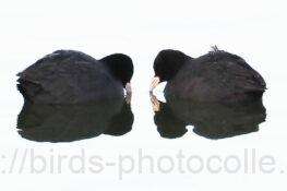 オオバン　2026.01.26