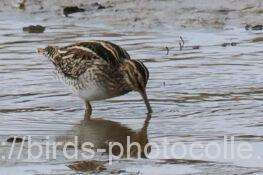 タシギ　2026.02.02