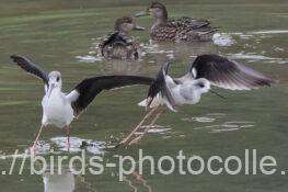 セイタカシギ　2025.11.05