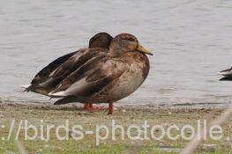 マガモ 2025.10.10