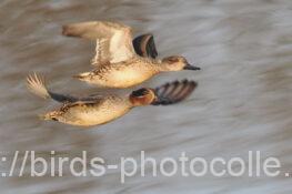 コガモ　2025.12.30