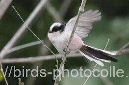 エナガ　2025.10.30