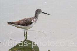 アオアシシギ　2025.10.18