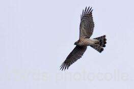 ハイタカ　2025.11.03