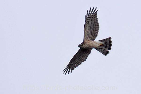 ハイタカ 2025.11.03