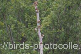 スズメ　2025.11.13