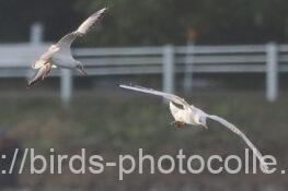 今日は2羽に！ユリカモメ　2024.11.23