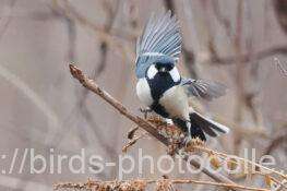 シジュウカラ　2026.02.11