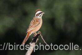 ホオジロ　2025.11.06