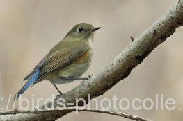 ルリビタキ♀ 2025.02.10