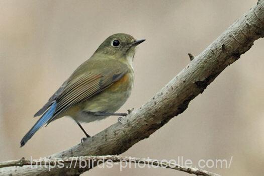 ルリビタキ♀　2025.02.10