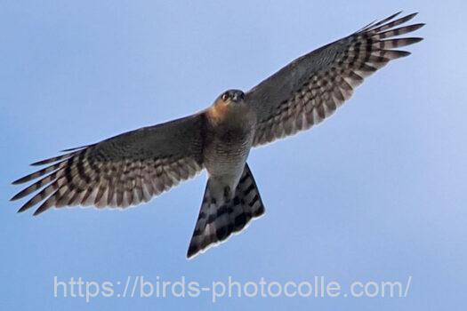 ハイタカ　2023.11.23