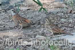 ホオジロ　2025.08.20