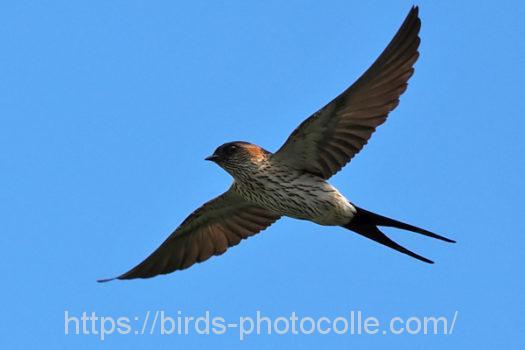 コシアカツバメ220729