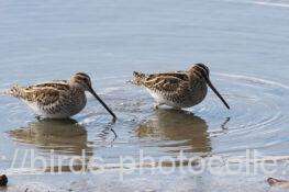 タシギ　2026.01.12