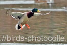 マガモ 2025.01.27