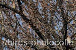 2羽のヒレンジャク　2026.01.30