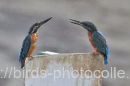 カワセミ　2025.09.20