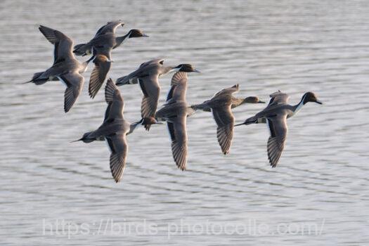 渡りが近づいたので訓練飛行オナガガモ　2025.02.06
