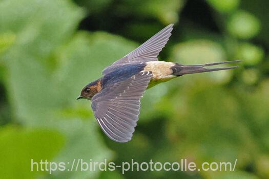 コシアカツバメ220908