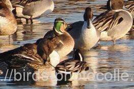 トモエガモ　他にも数羽・・・　　2026.01.31