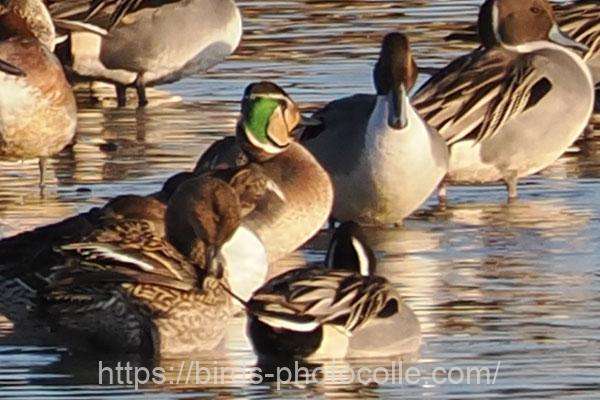 トモエガモ　他にも数羽・・・　　2026.01.31