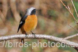 ジョウビタキ　2026.01.26