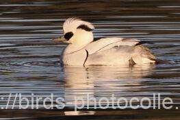 ミコアイサは1羽だけ　2026.01.09