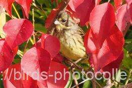 アオジ　2025.11.12