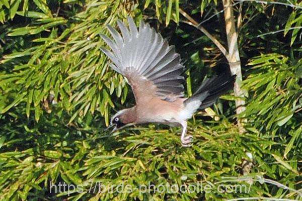 カケス 2025.12.18